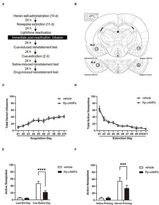 Disrupting reconsolidation by PKA inhibitor in BLA reduces heroin-seeking behavior